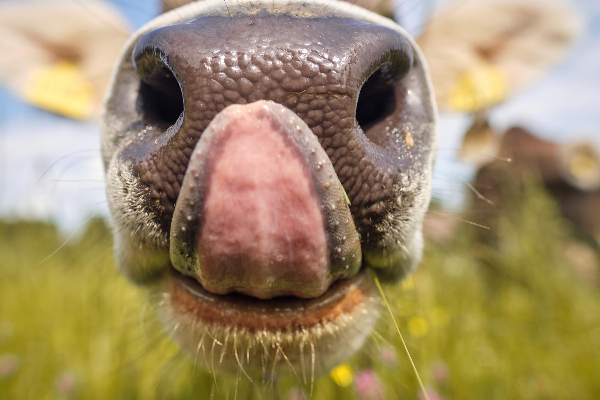 Kuh auf grüner Wiese mit Bergpanorama im Allgäu nahe dem Großen Alpsee